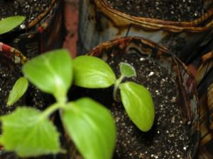 Cucumber Seedlings