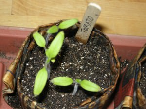 Tomato Seedlings