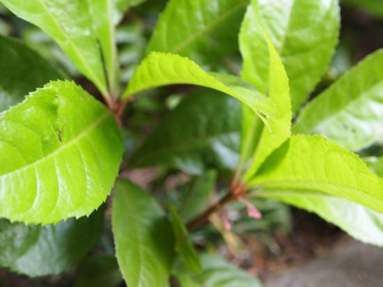 Ardesia Foliage