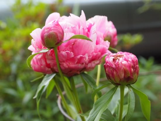 Peonies