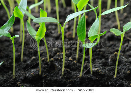 Pepper Seedlings