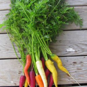 tip-colorful-carrots-image-1.JPG