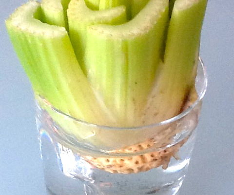 celery base