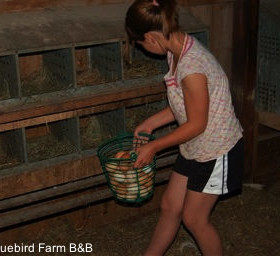 bluebird-BB-eggs