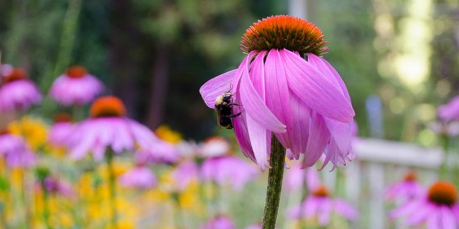 Summer Flowers