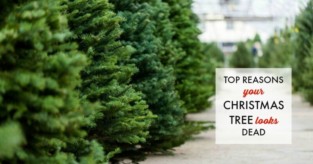 Top Reasons Your Christmas Tree Looks Dead &ndash; Tip Junkie