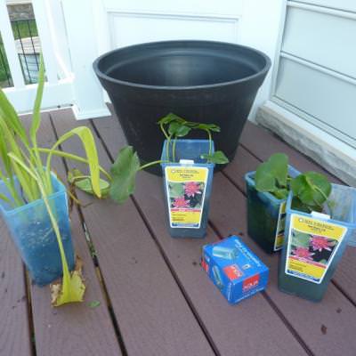 DIY Container Water Garden