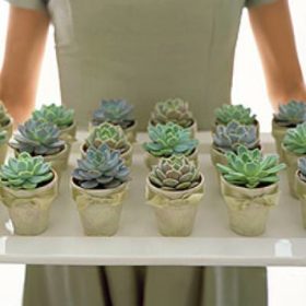 Planted Party Favors