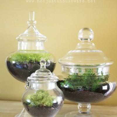 Apothecary Jar Terrariums {Indoor Plants}