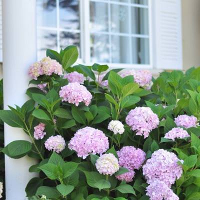 Growing Thriving Hydrangeas {Landscaping}